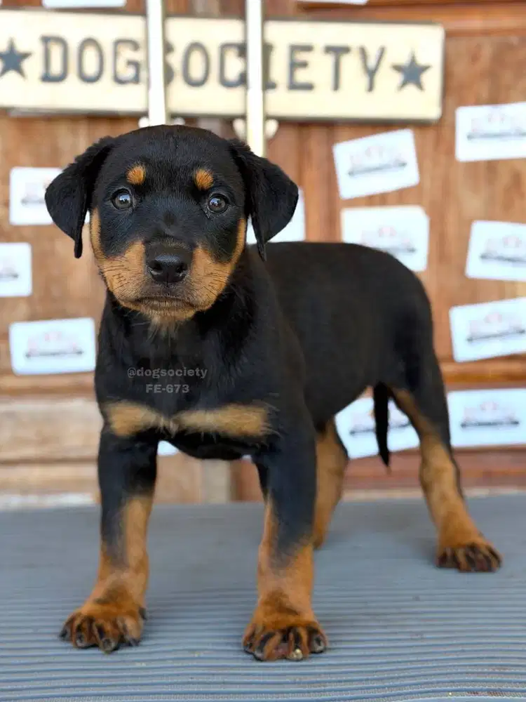 Rottweiler Puppy Bloodline Bagus Tulang Besar Wajah Sangar