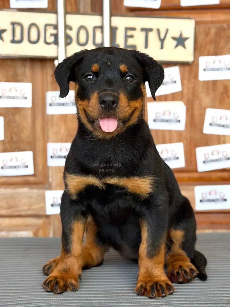 Rottweiler Puppy Quality Import Super Cute Cocok untuk Family