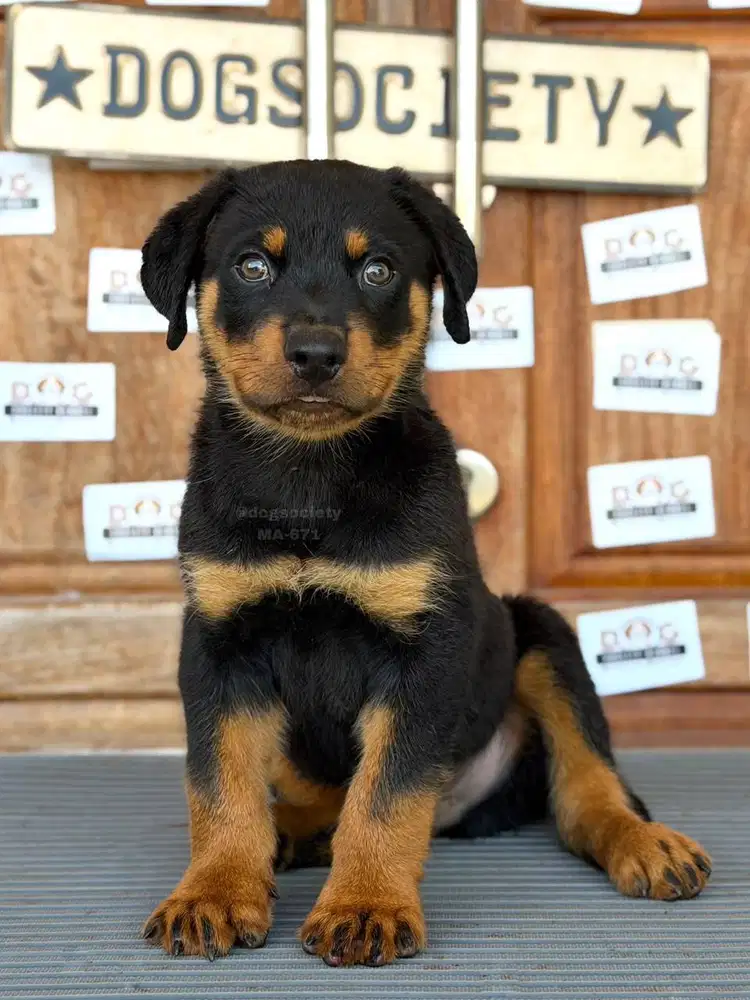 Rottweiler Puppy Super Gagah Kualitas Kontes Big Bone Import