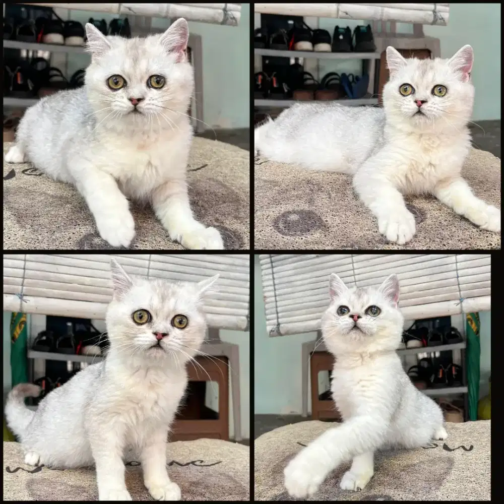 Kucing bsh silver jantan