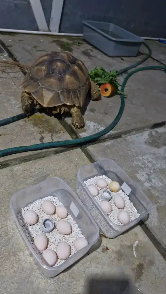 Kura Sulcata Betina Proven 44cm