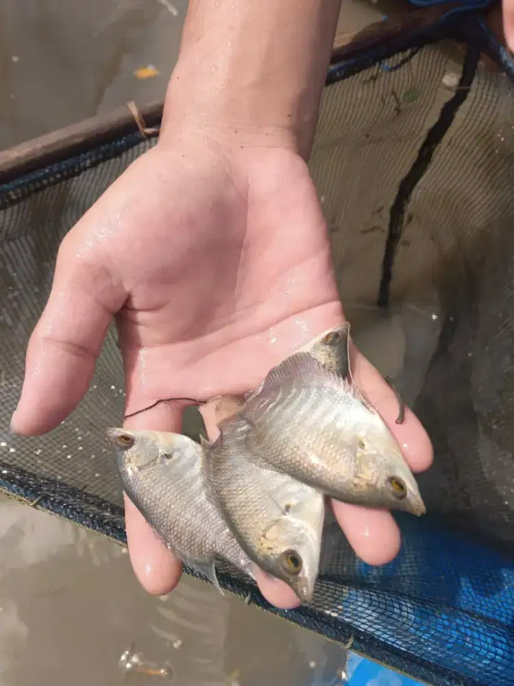 Bibit ikan gurami