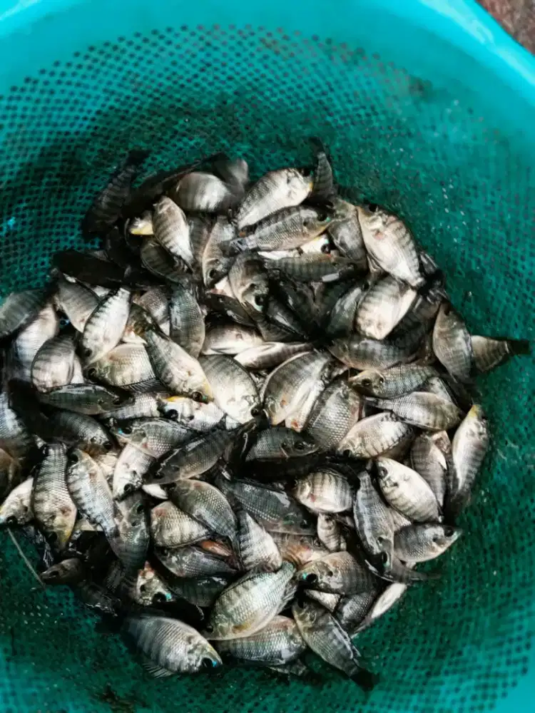 Bibit ikan nila hitam unggul