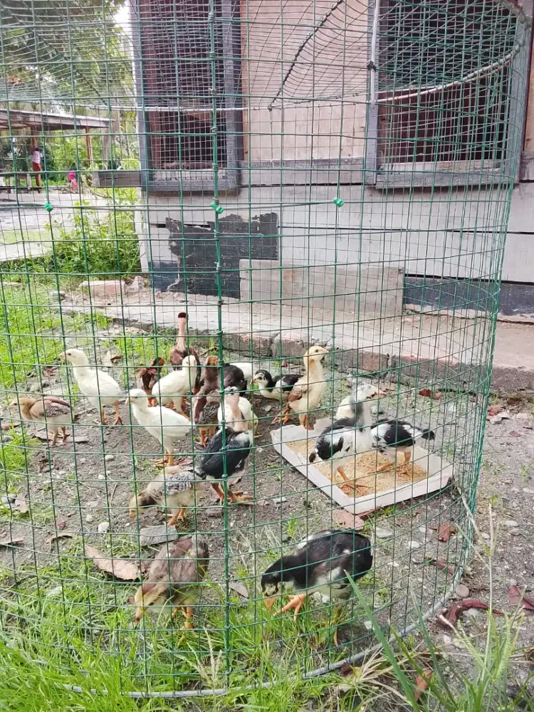 Anakan Ayam Saigon, Phakoy, Phamagon dan Flucker