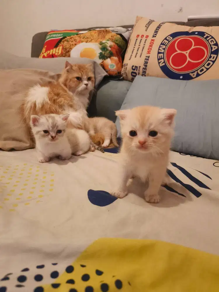 Open adobt Munchkin Kitten Super Cute