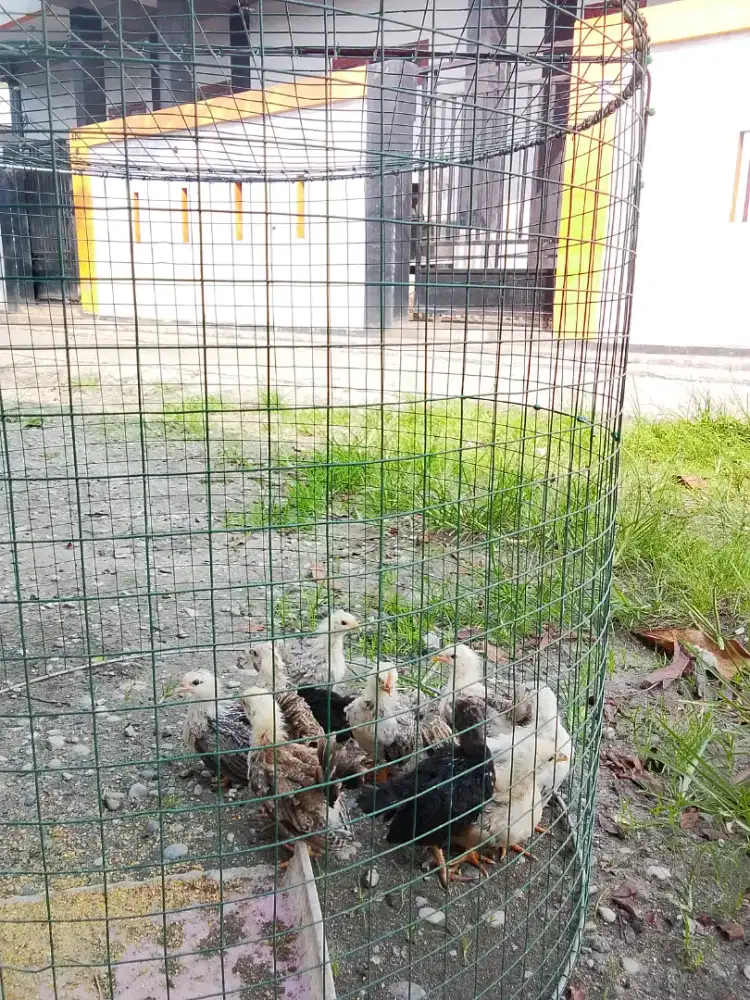 Anakan Ayam Kate Kerikil dan Chabo