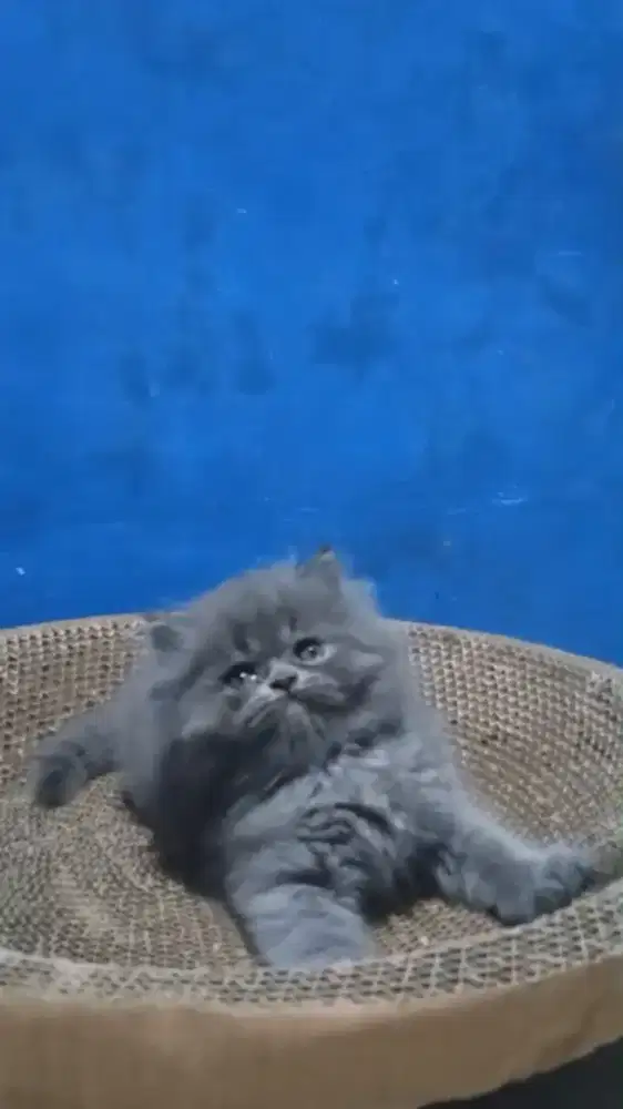 Ready kitten Persia
