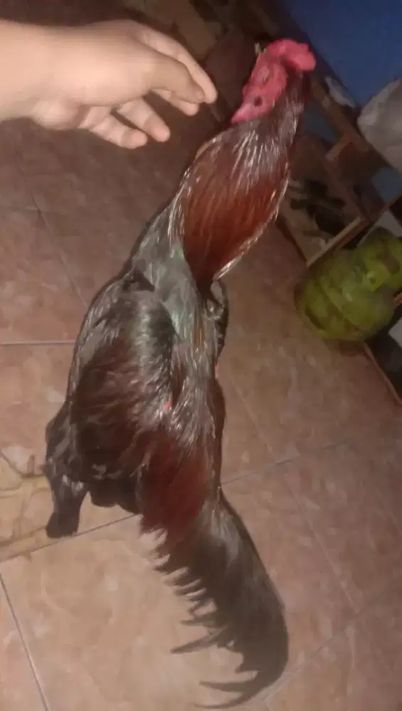 Ayam bangkok sisik lengkap ubed