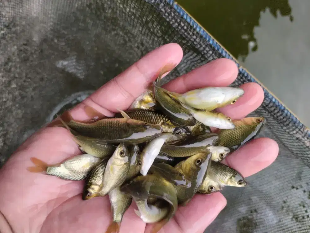 Bibit ikan majalaya/mas hitam