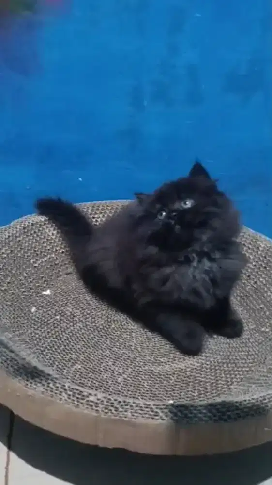 Ready kitten Persia