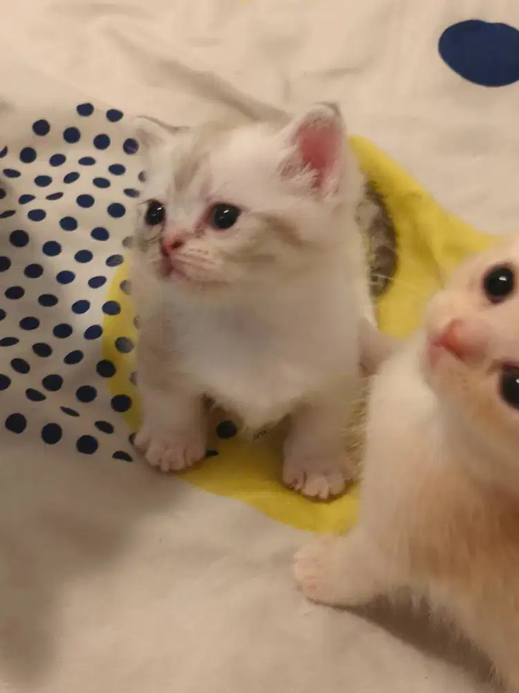 Open Adopt, munchkin kitten
