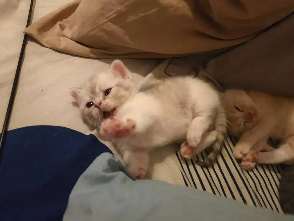 Open Adopt, munchkin kitten