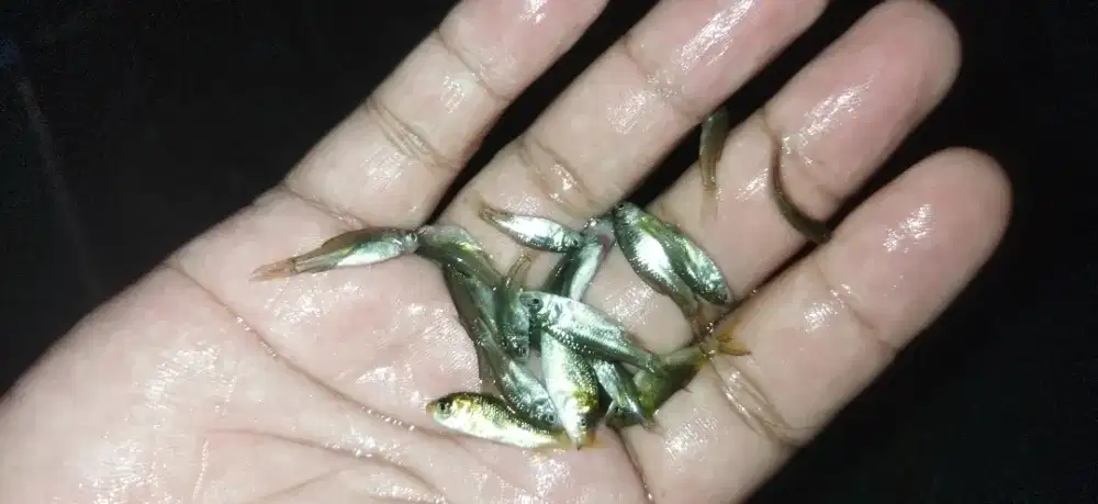 Bibit ikan tawes/bader