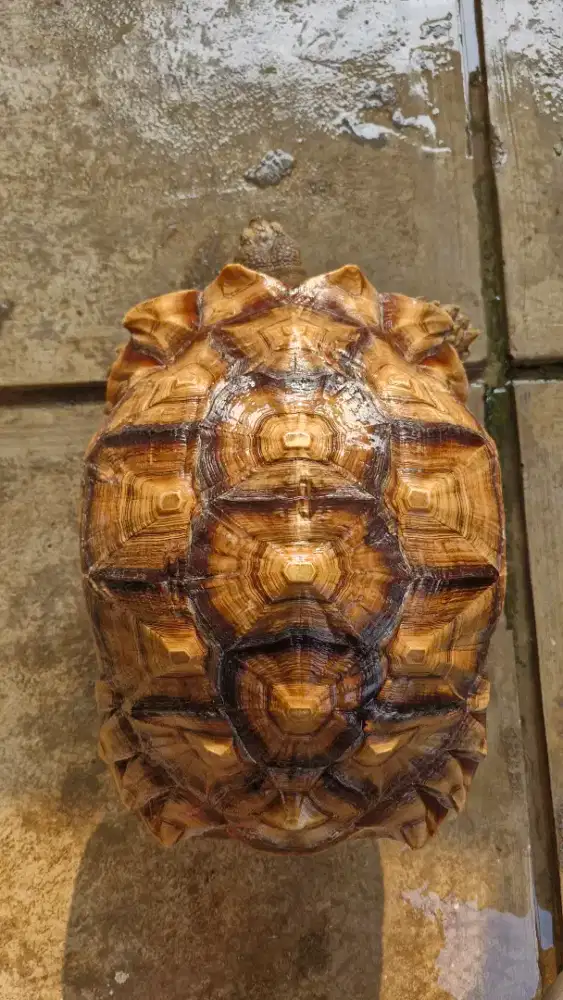 Kura kura sulcata betina 48,5cm siapan Induk