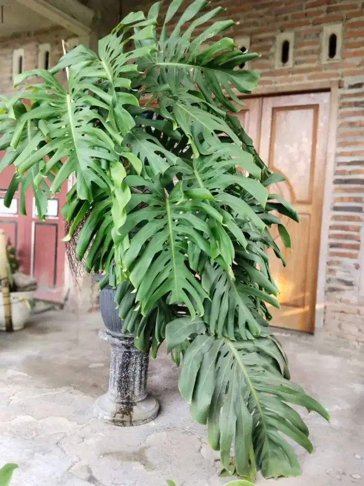tanaman hias monstera besar