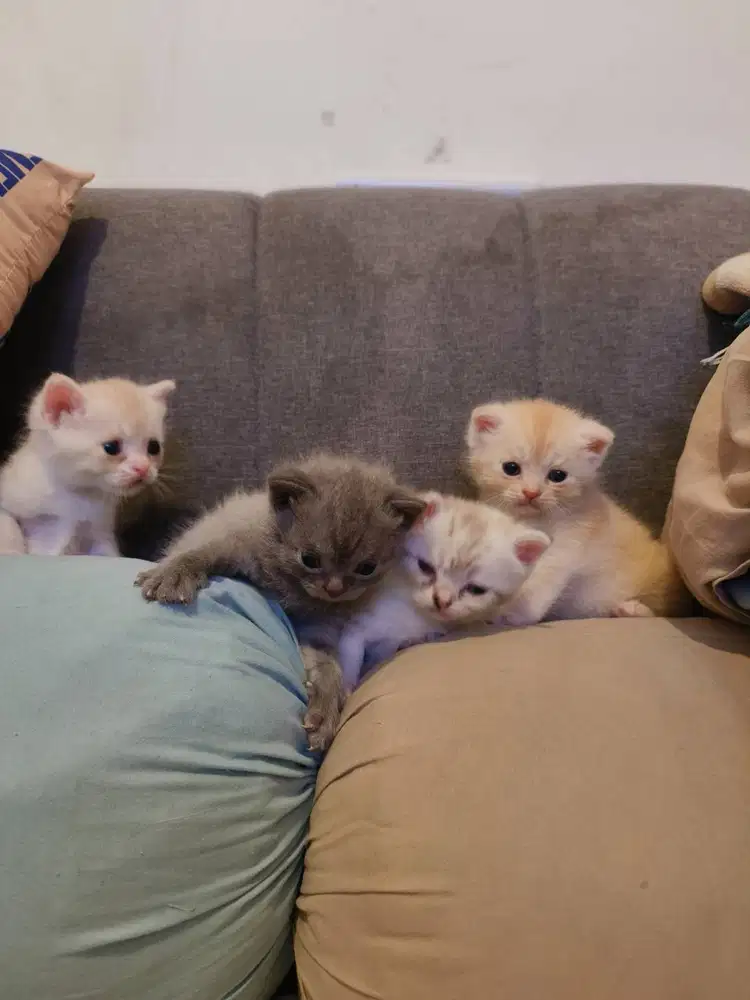 Open adopt Bsh kitten bloodline Imporr