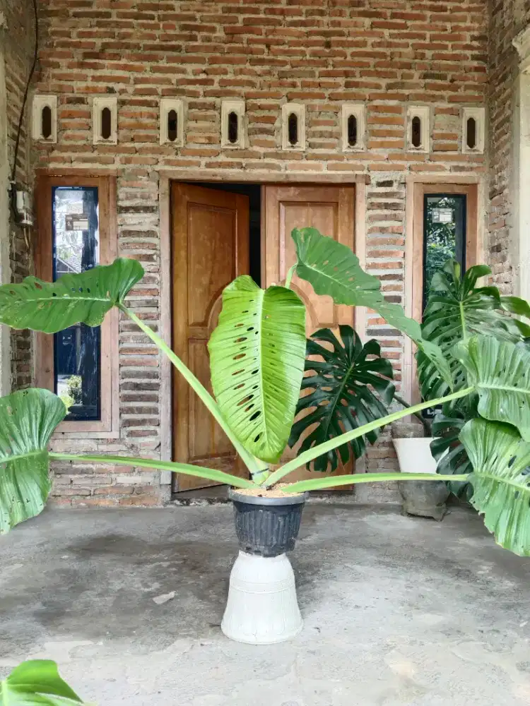 tanaman hias monstera accuminata