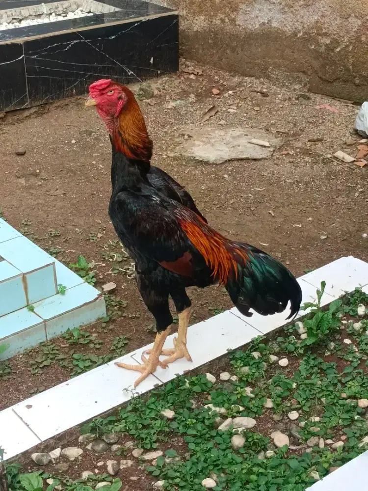 Ayam shamo jepang