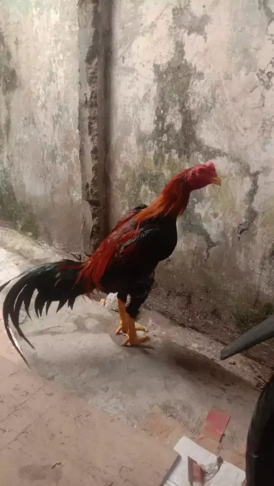 Ayam bangkok xkoy
