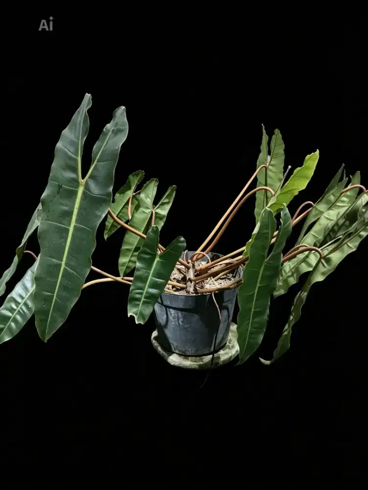 tanaman hias kabel busi