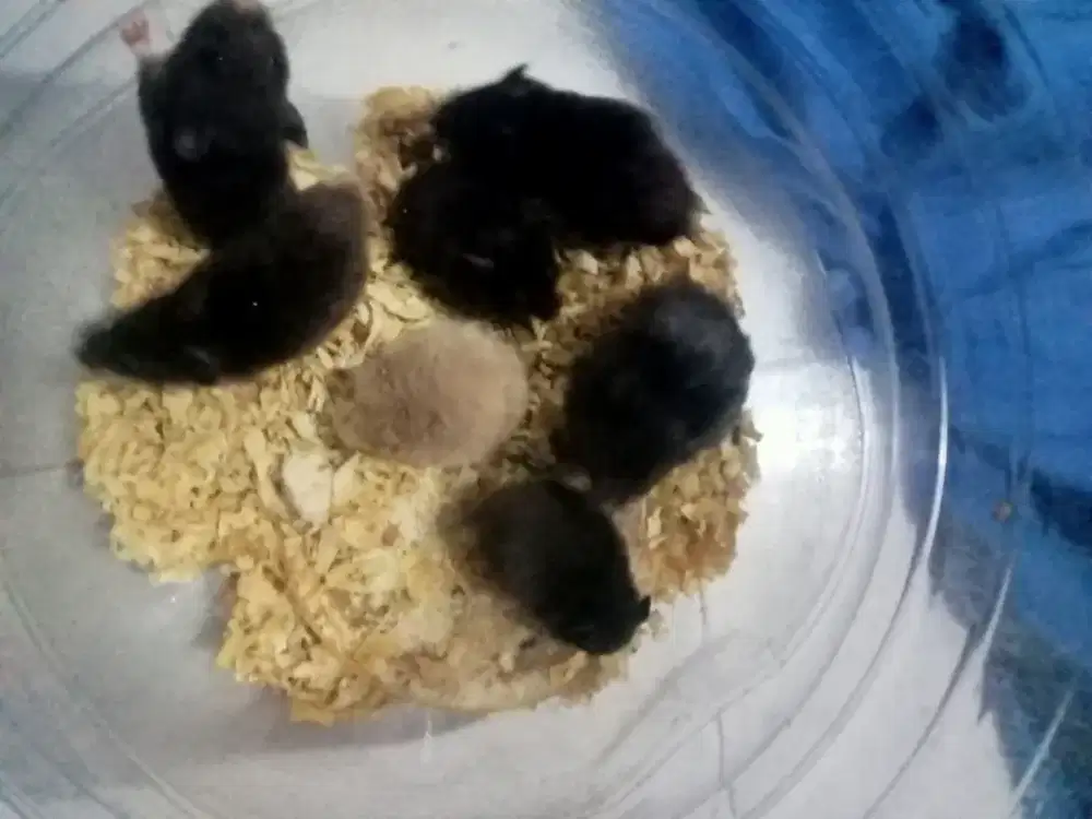 Jual satuan atau borongan hamster syirian