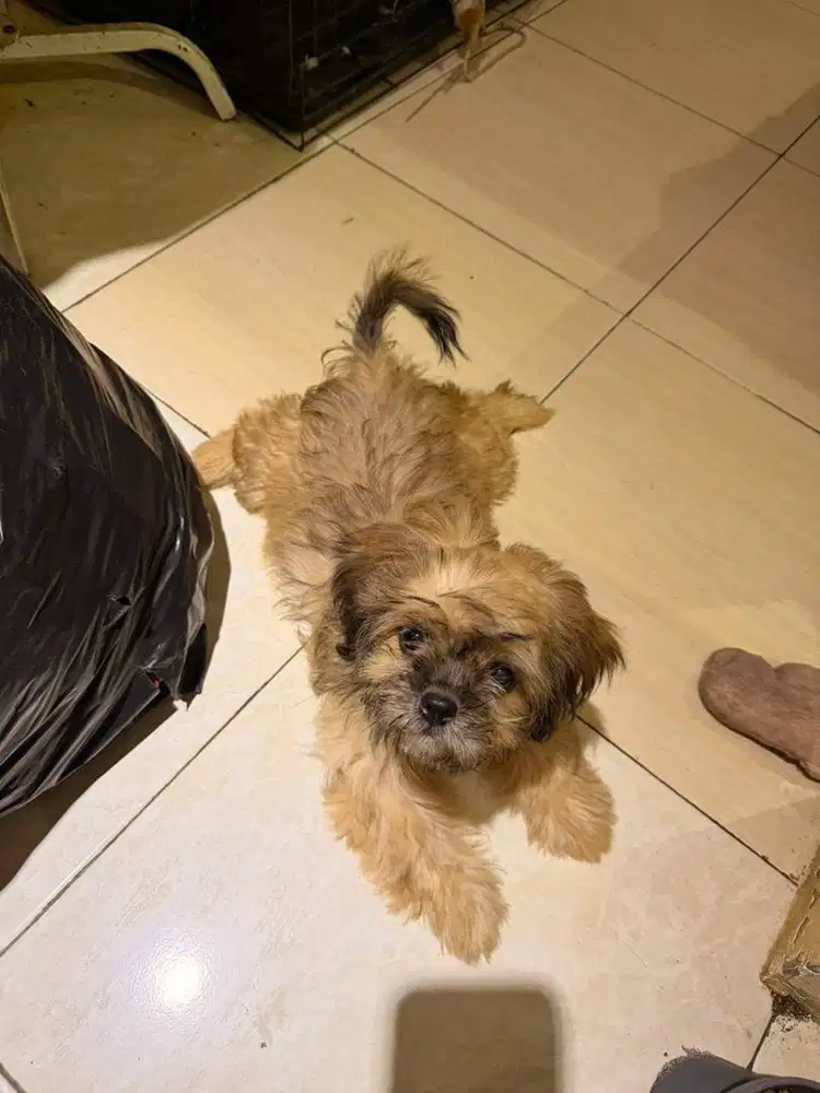 Shihtzu betina vaksin