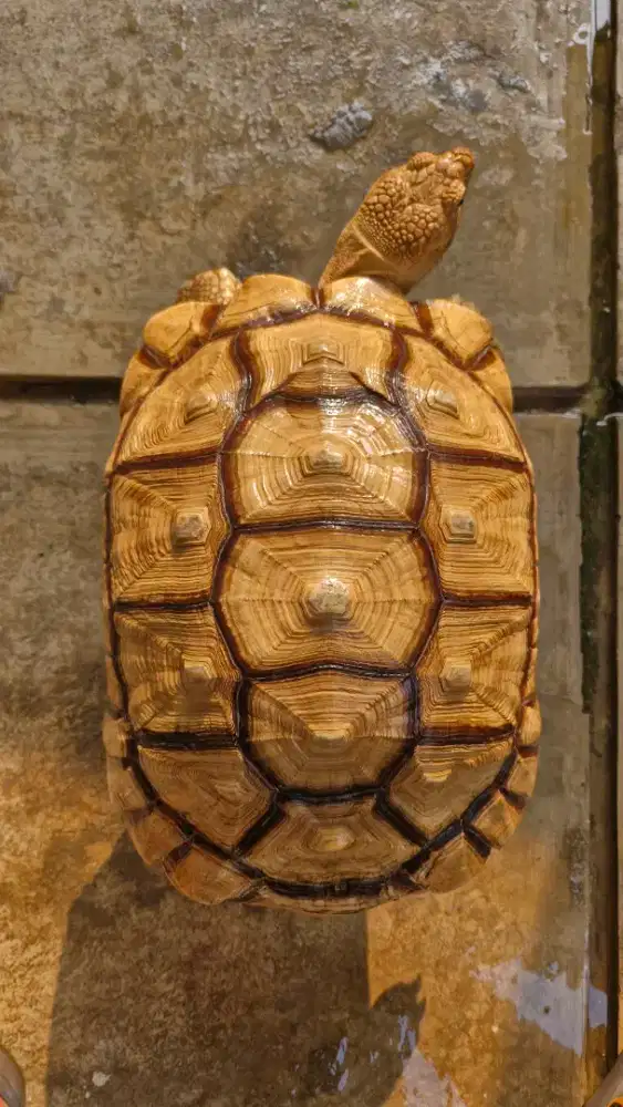 Kura kura sulcata betina 45-46cm