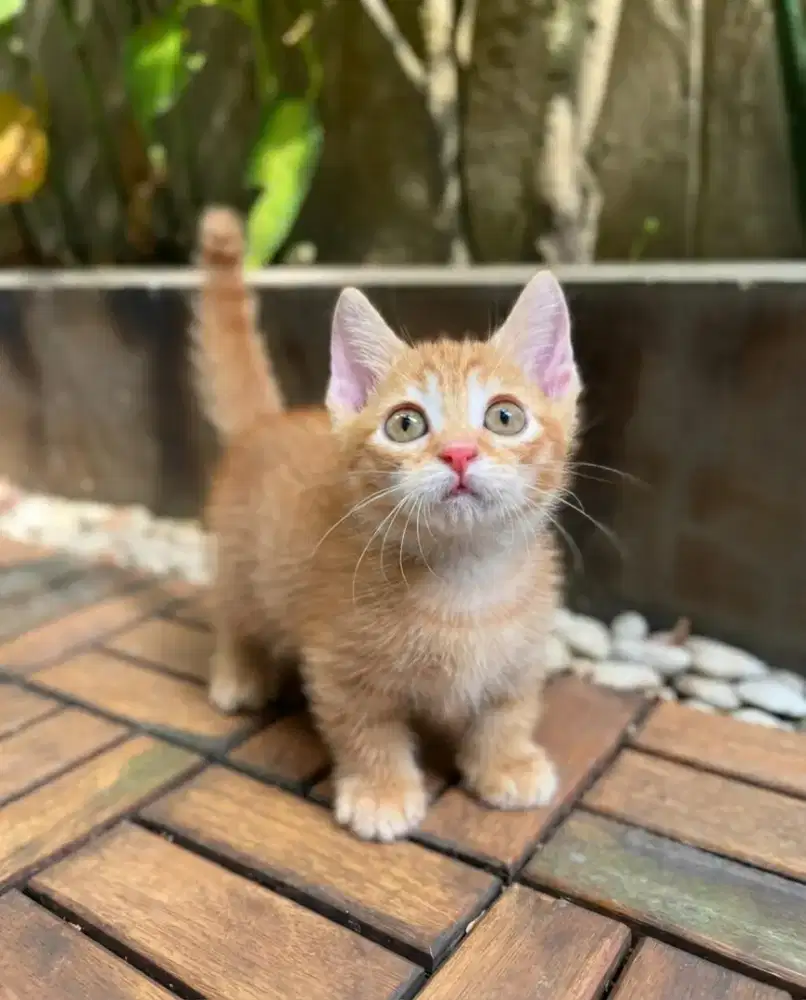 Kitten munckhin