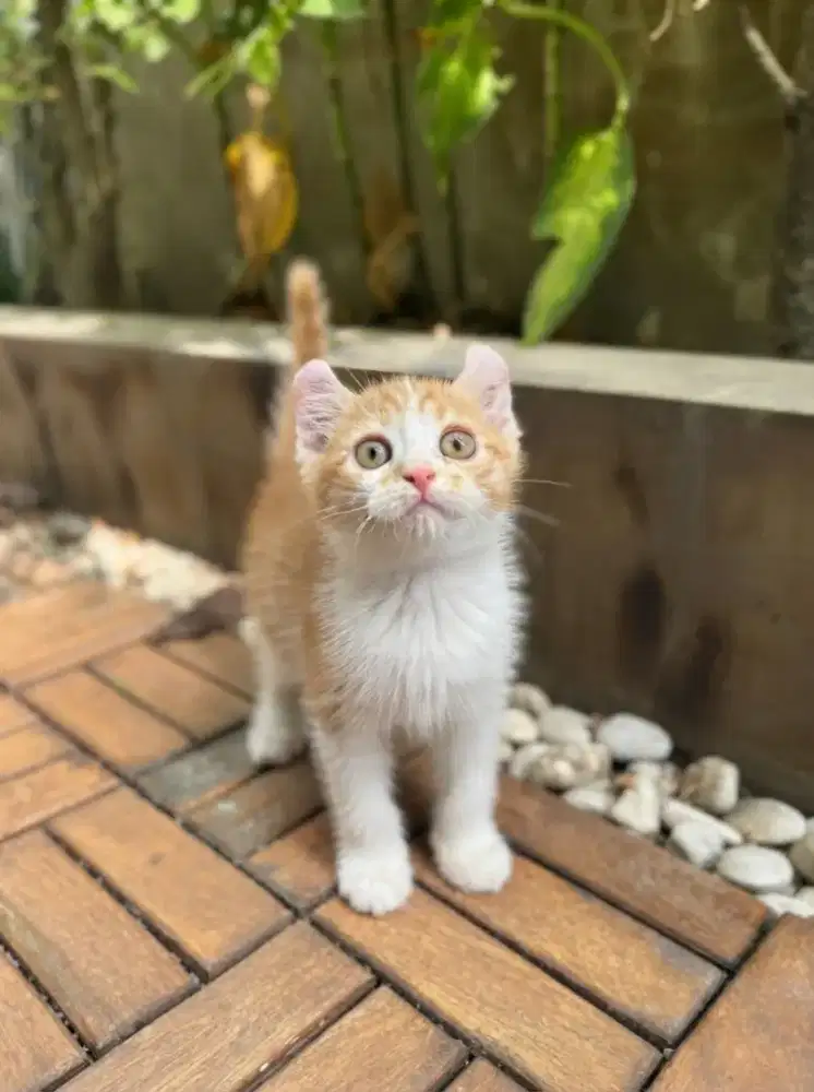 Kitten kinkalow