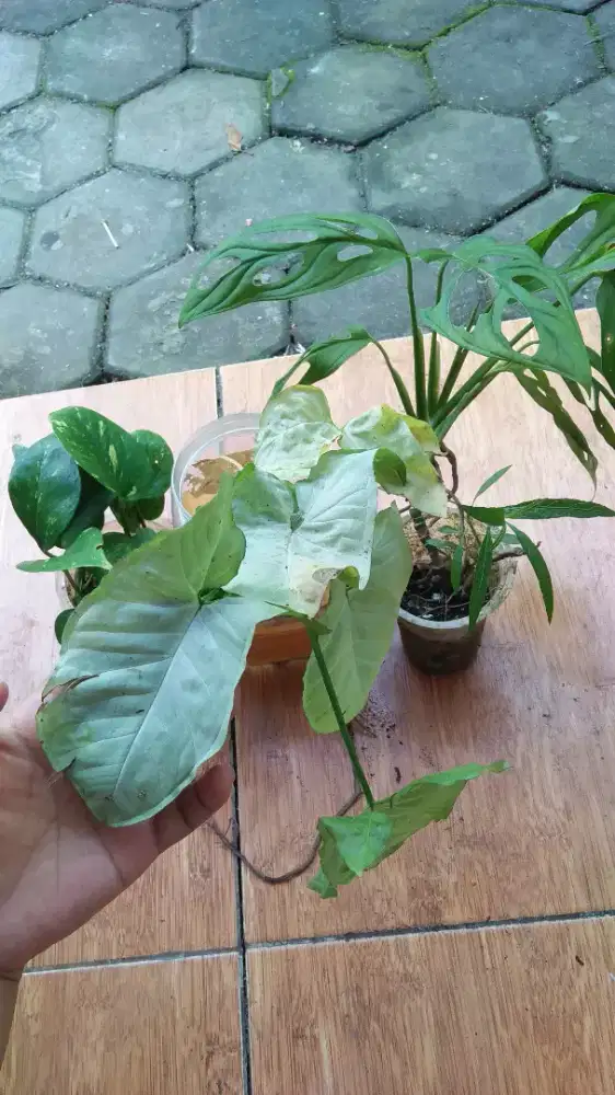 Tanaman hias syngonium