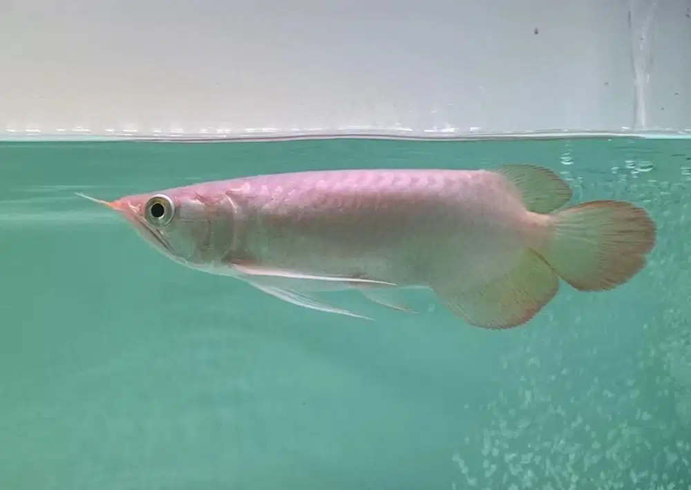 Ikan arwana mantap, sehat ekor lebar size 20cm