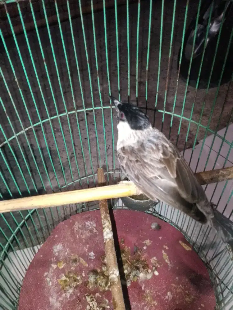 Dijual burung kutilang fullset gacor TT ok