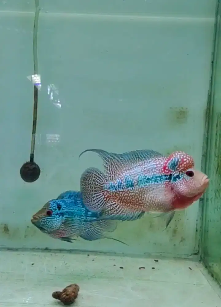 ikan lohan cencu 13cm full mutiara full marking cilnong lohan