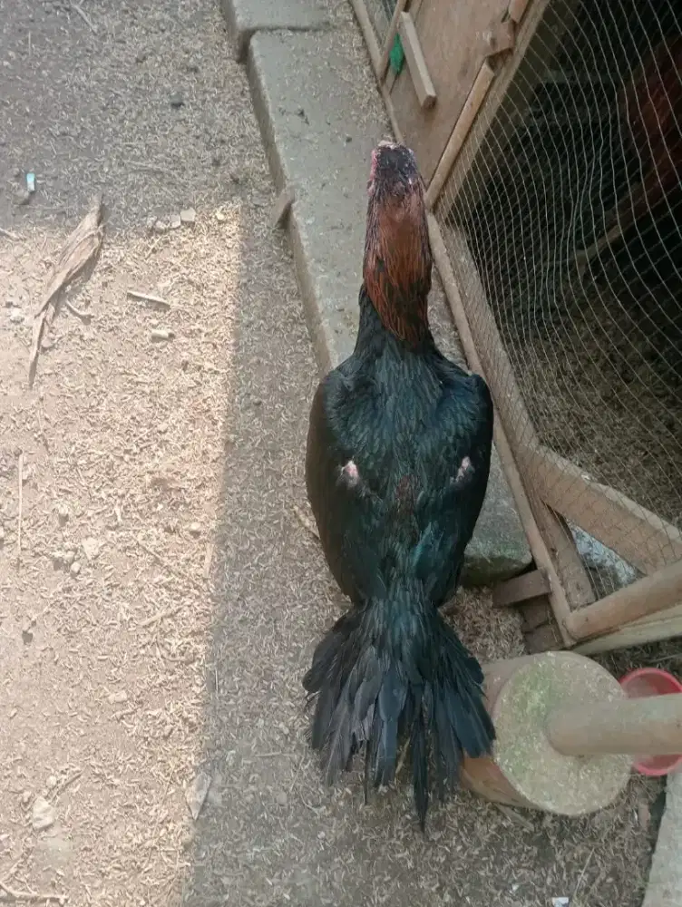 Ayam hias ekor lidi