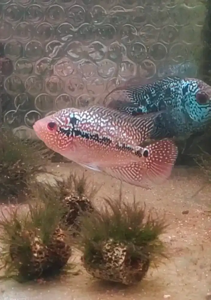 ikan lohan cencu 5cm full marking full mutiara