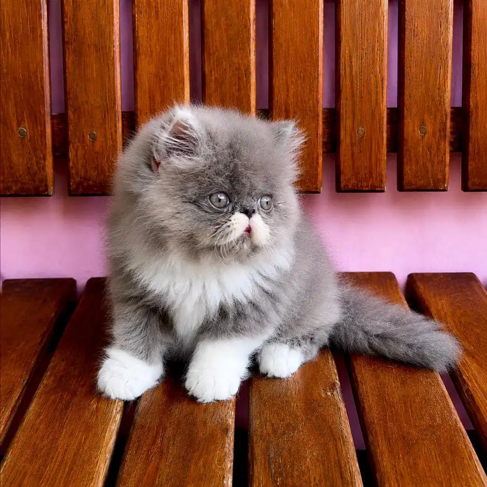 KITTEN PERSIAN PEAKNOSE LONGHAIR BULU KAPAS