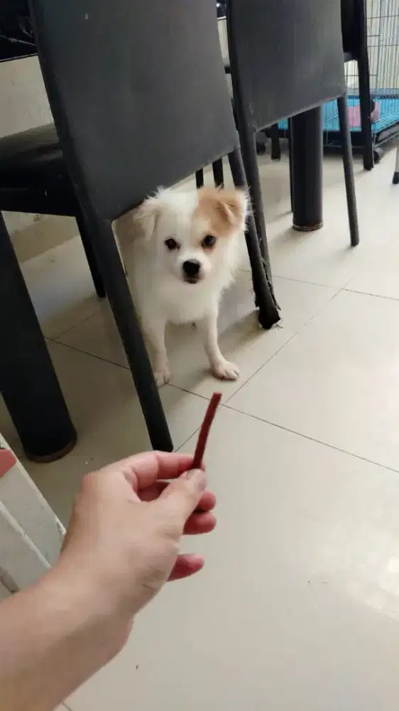 Jual anjing pom putih lucu