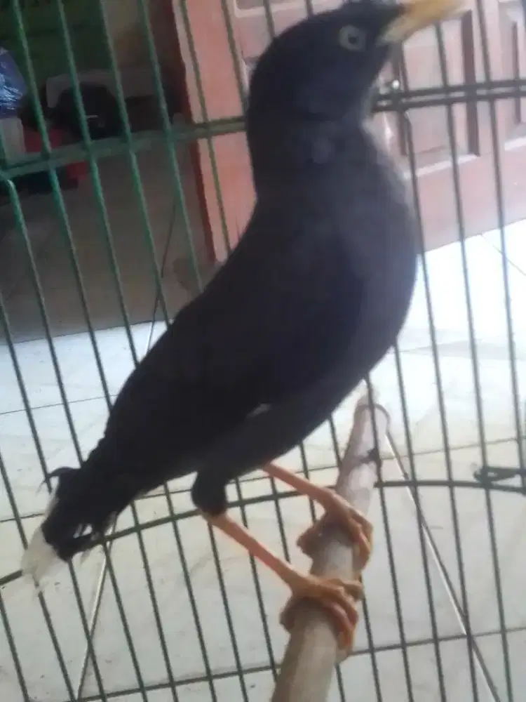 JALAK KEBO MATA KUNING GACOR RAWATAN LAMA 300 NET