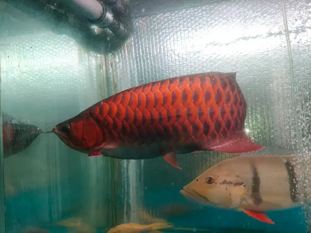 SR 55 cm sudah full merah