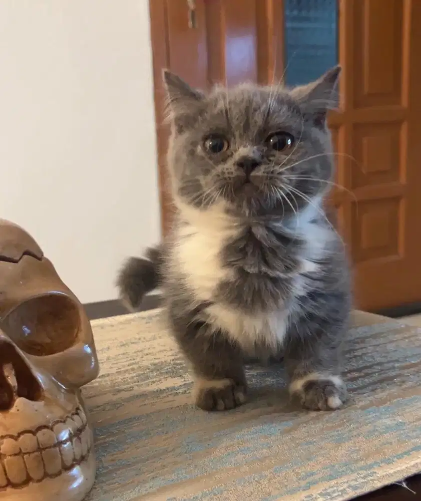 Kucing BSH Munchkin 3Bulan Jantan