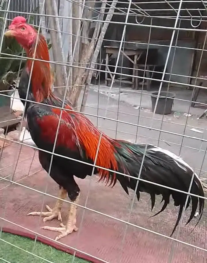 Ayam pakhoyy win 6x