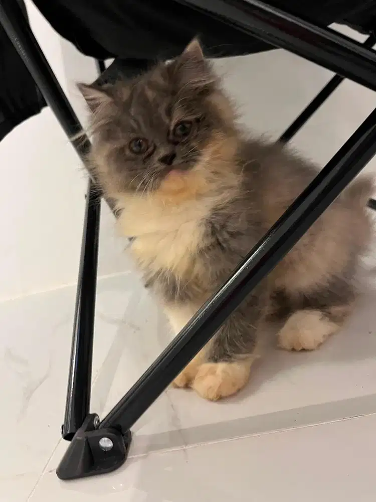 Kucing Persia Anggora Calicio 3Bulan