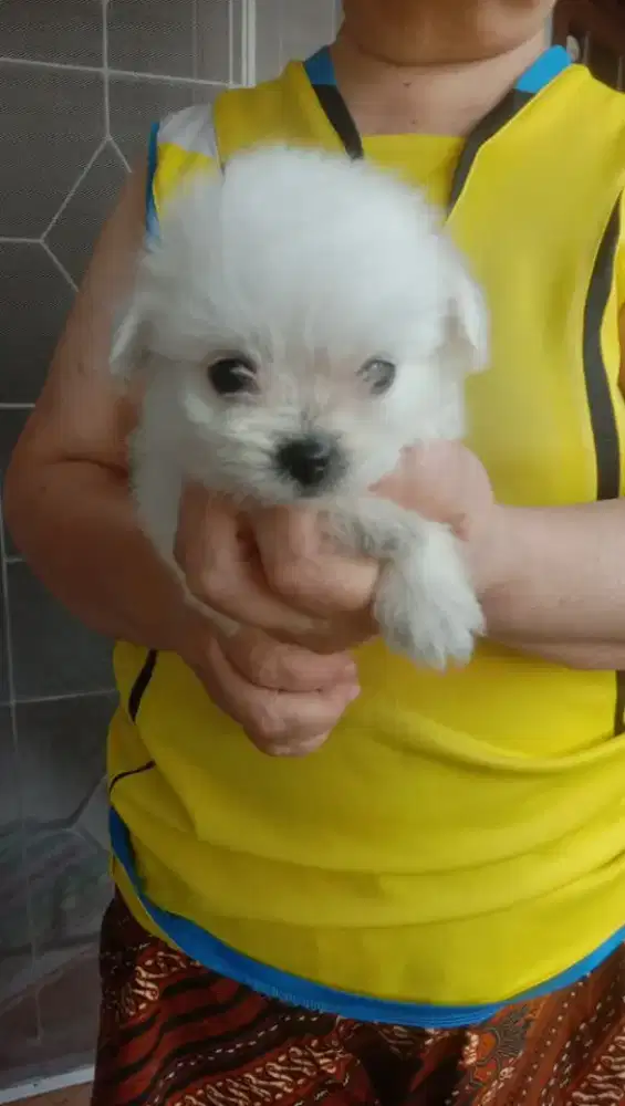Pompoo ( Pomeranian x Poodle )