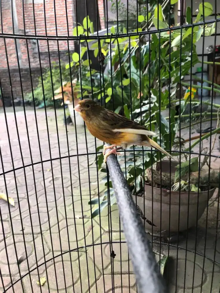 Kenari loper remaja