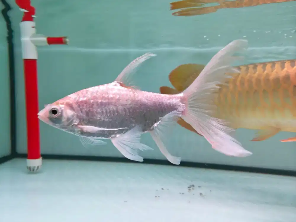 Ikan kaviat slayer 20 cm