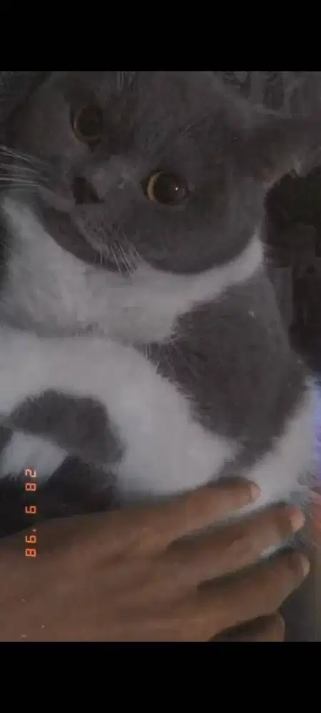 Kucing Bsh bicolour pure