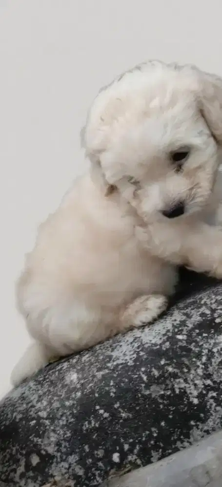 Adopt Shih-Poo ( Shih Tzu Mixs poodle)