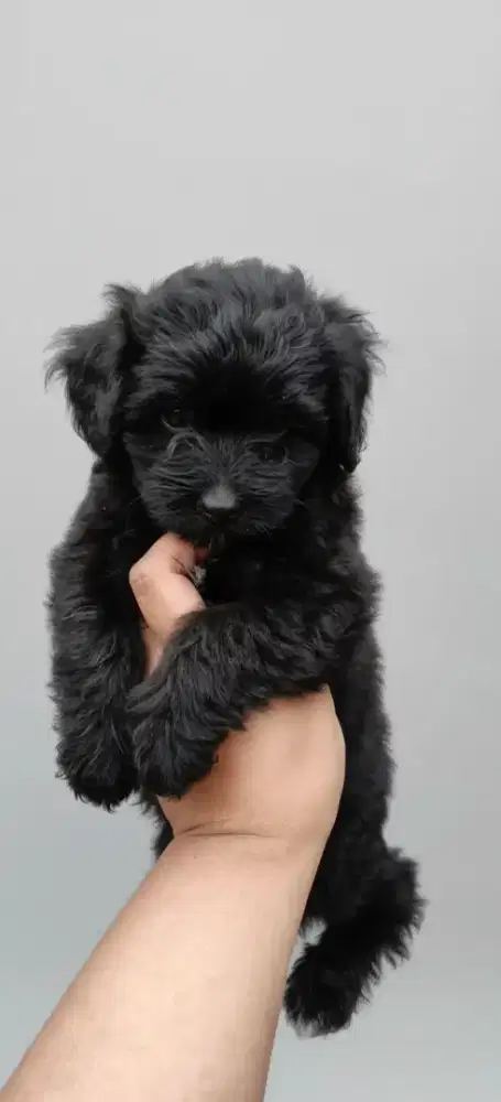 Anjing Shih-Poo ( Shih Tzu Mixs poodle) Jantan