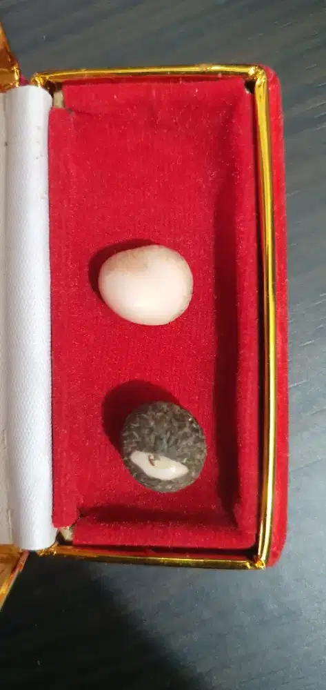 Buntet buah kelubi asli 100%