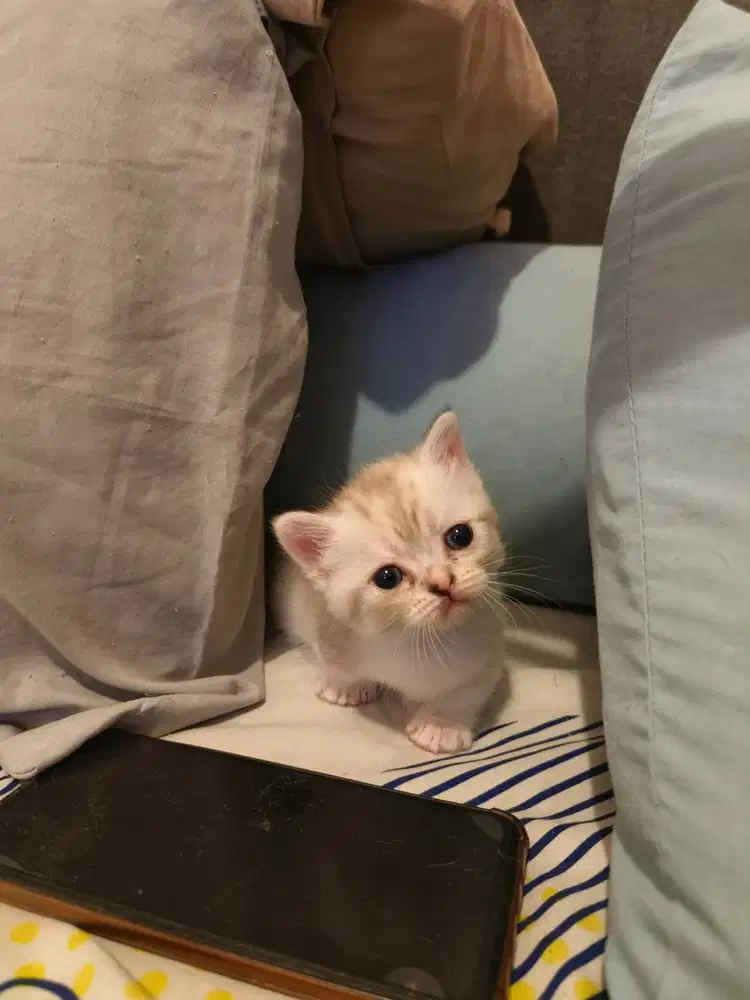 Munchkin super mungil